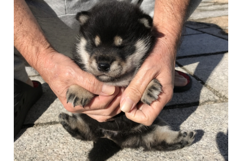 成約済の長崎県の柴犬-58891の2枚目